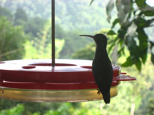 At the Feeder